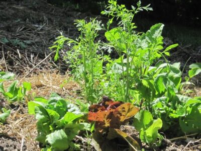 10 Tips for New Garden Farmers Image